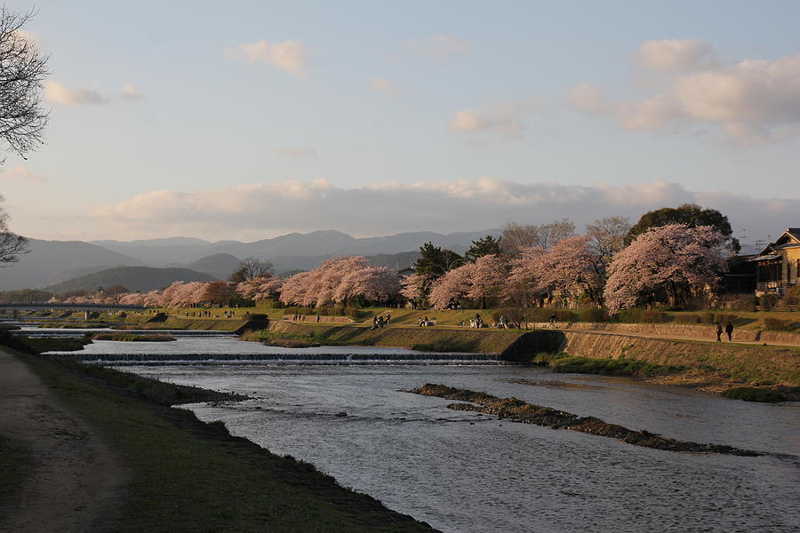Riverbank With Cherry Blossoms Photograph by Christian Kaden, Satori-nihon.de