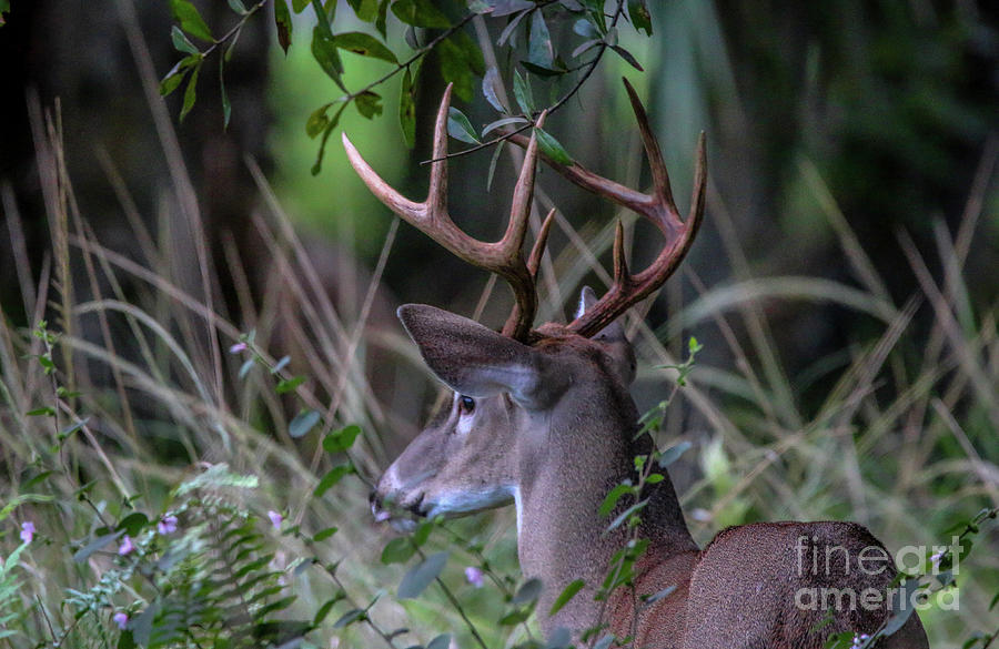 Riverbend Buck Photograph by Tom Claud