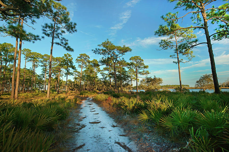 Riverside Path, Ochlockonee River State Park, Florida Photograph by Tim Fitzharris