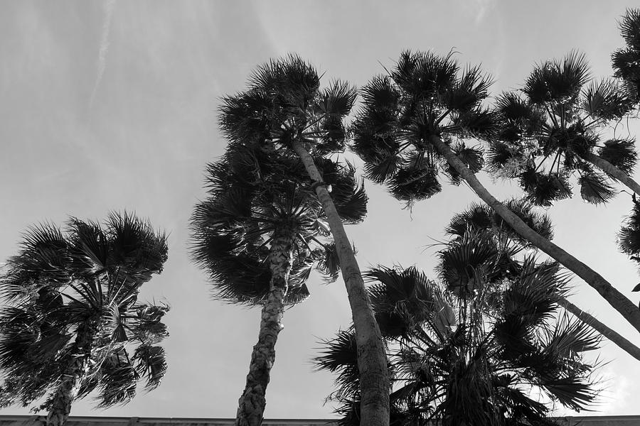 Riverwalk Palms Photograph by Robert Wilder Jr