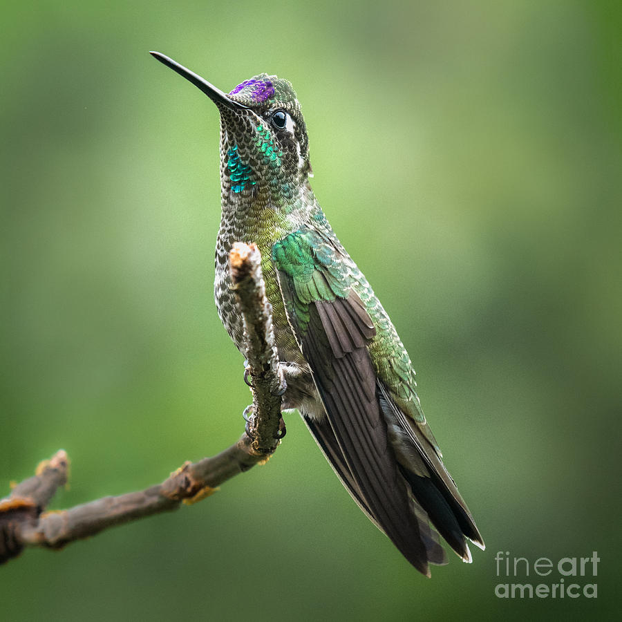 Rivoli Hummingbird Photograph by Lisa Manifold