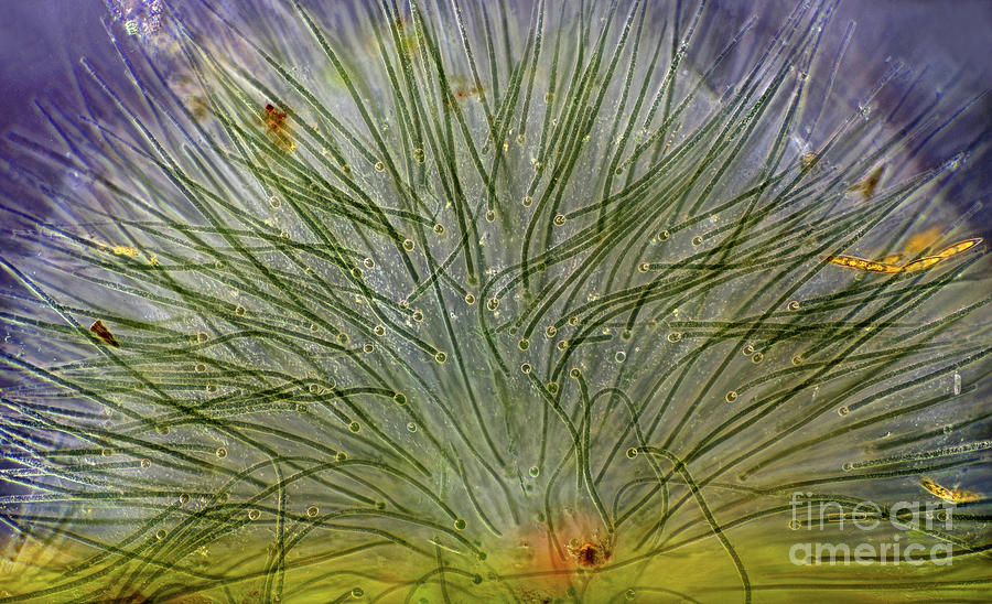 Rivularia Cyanobacteria Colony by Marek Mis/science Photo Library