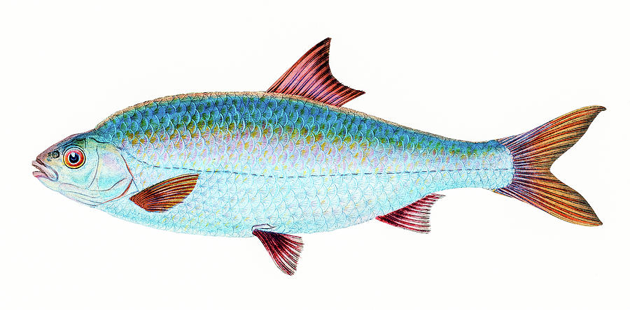 Roach Fish Drawing by David Letts