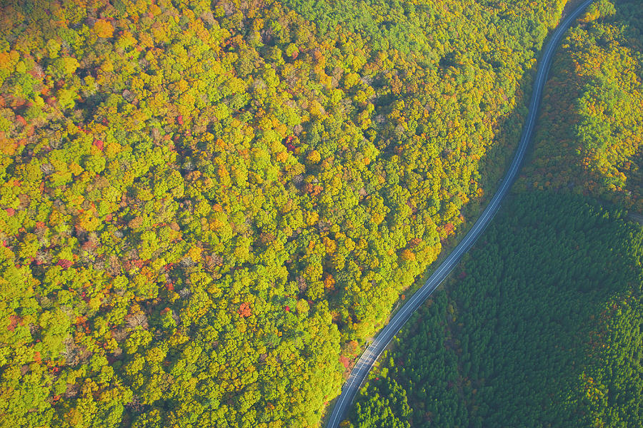 Road Autumn Forest And Aerial View Photograph by Photoaraki.com