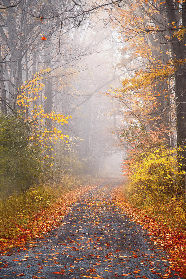 Road in Autumn Mist Photograph by Brooke T Ryan - Fine Art America