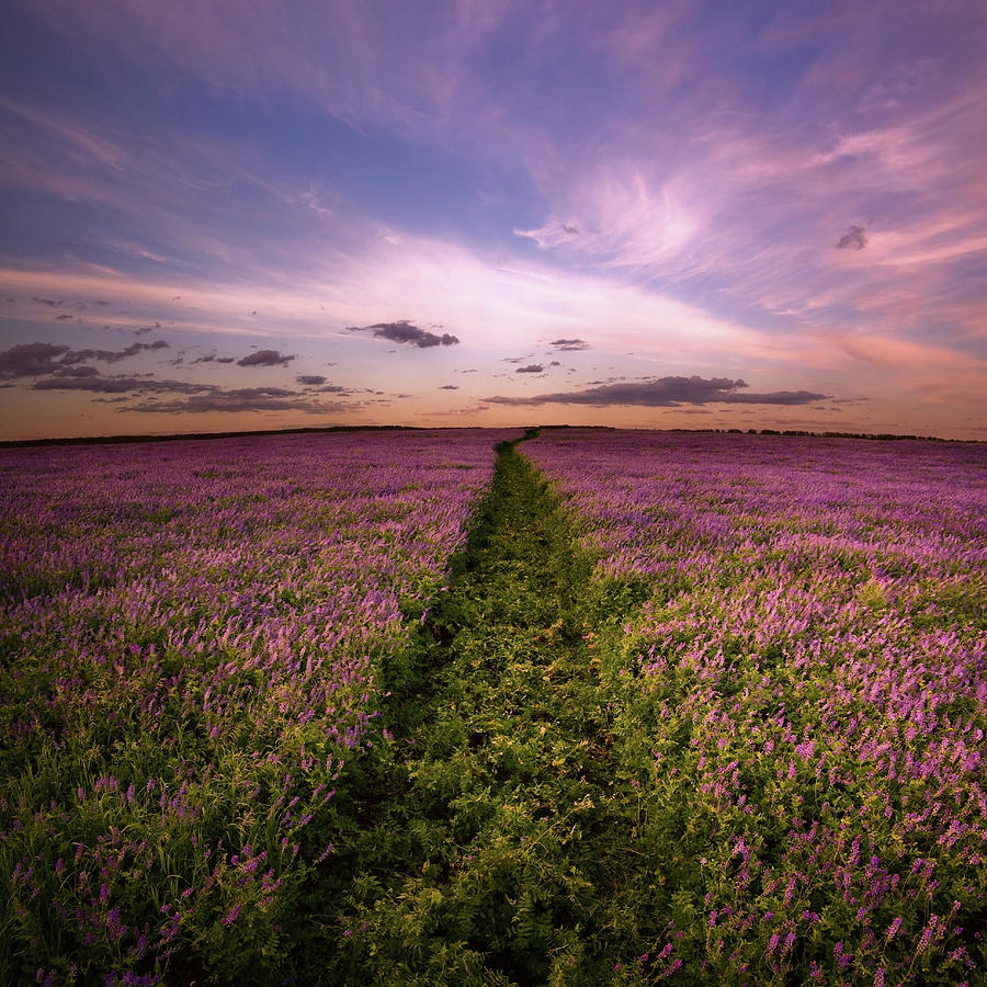 Road In Lilac Flowers Photograph by Alex doubovitsky