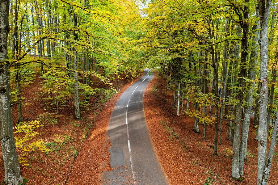 Fall Photograph - Road In The Autumnal Forest, Top Angle by Daniel Chetroni