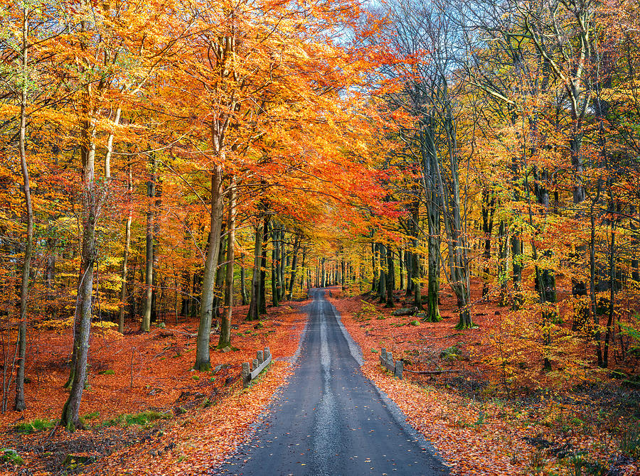 Road Into Autumn Photograph by Christian Lindsten
