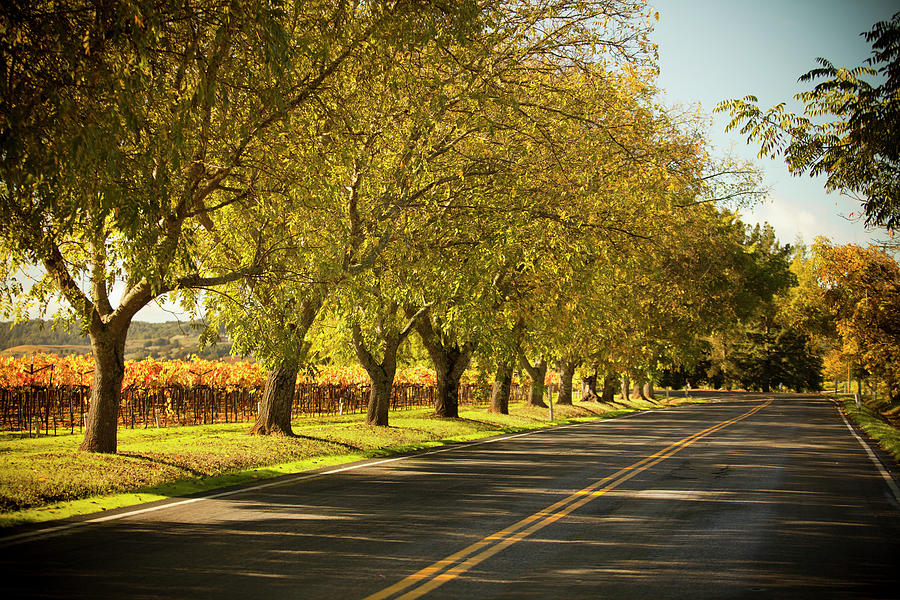 Road Lane In Napa Valley, California Photograph by Pgiam