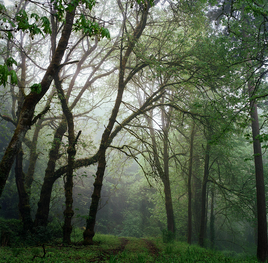 Road Leading Into A Lush And Foggy Photograph by Danielle D. Hughson