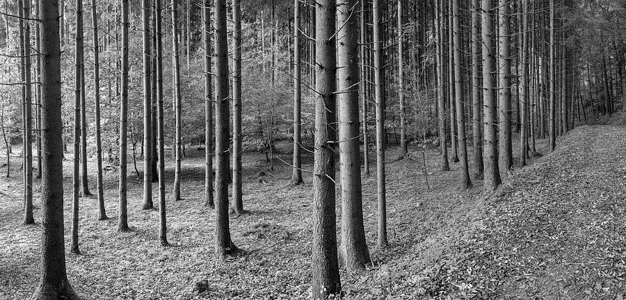 Road Passing Through Forest, Stuttgart Photograph by Panoramic Images