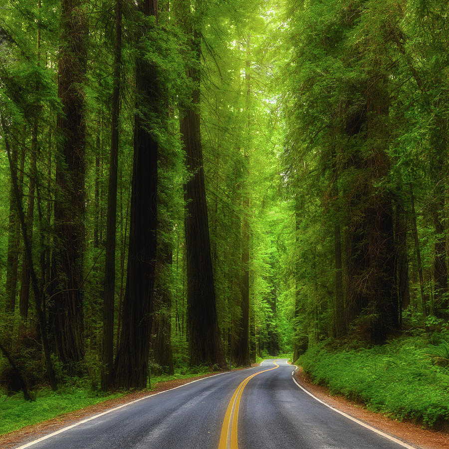 Road through Avenue of the Giants Photograph by Jerry Fornarotto