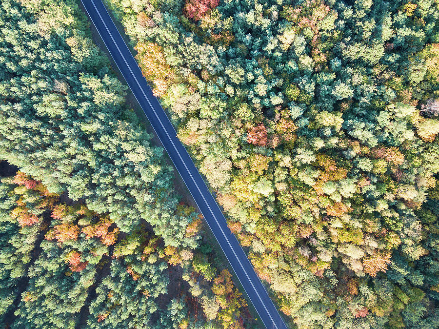 Fall Photograph - Road through colorful autumn forest by Lukasz Szczepanski