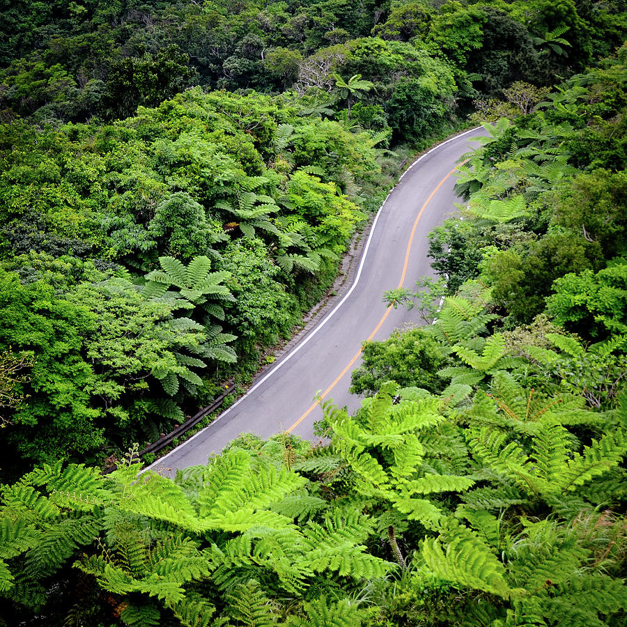 Road Through Jungle Photograph by Jannes Glas