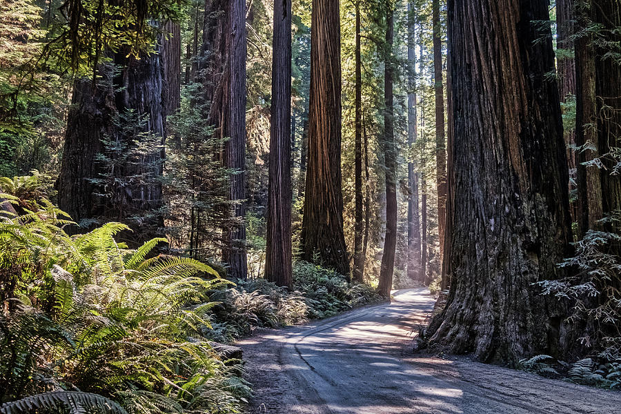 Road Through Redwood Park Photograph by Stuart Litoff