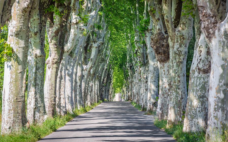 Spring Photograph - Road Through Row Of Trees In South by Levente Bodo