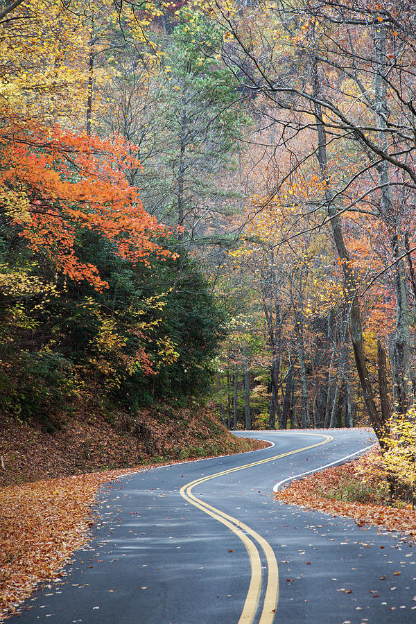 Tree Photograph - Road Through the Autumn Woods by Allen Penton