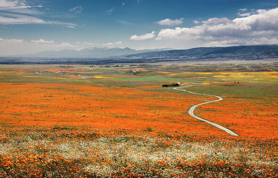 Road Through The Wildflowers Photograph by Endre Balogh