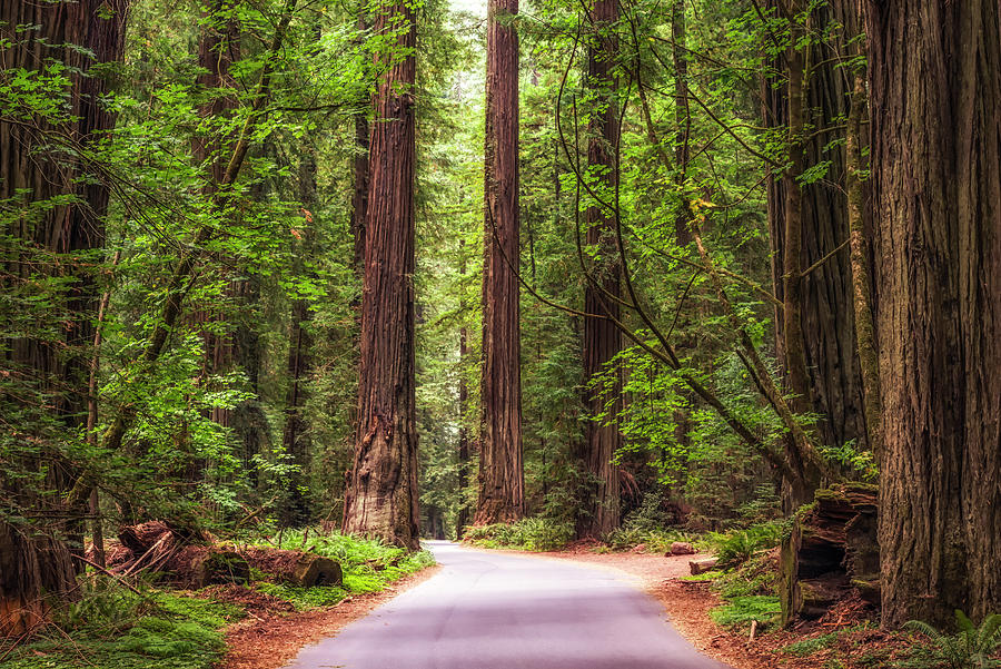 Forest Photograph - Road Through The Woods by Joseph S Giacalone Forest Photograph - Road Through The Woods by Joseph S Giacalone