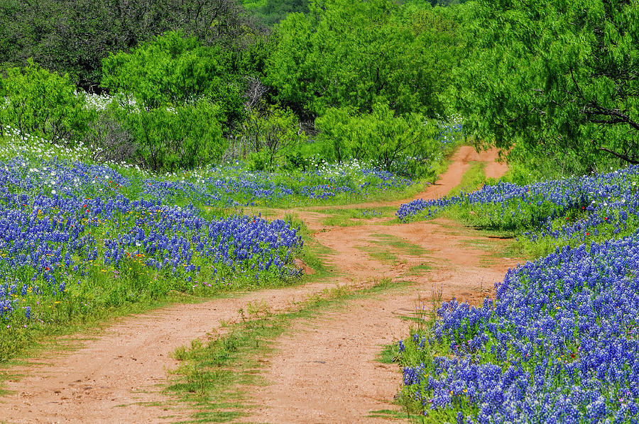 Road To Bluebonnets Photograph by Johnny Boyd
