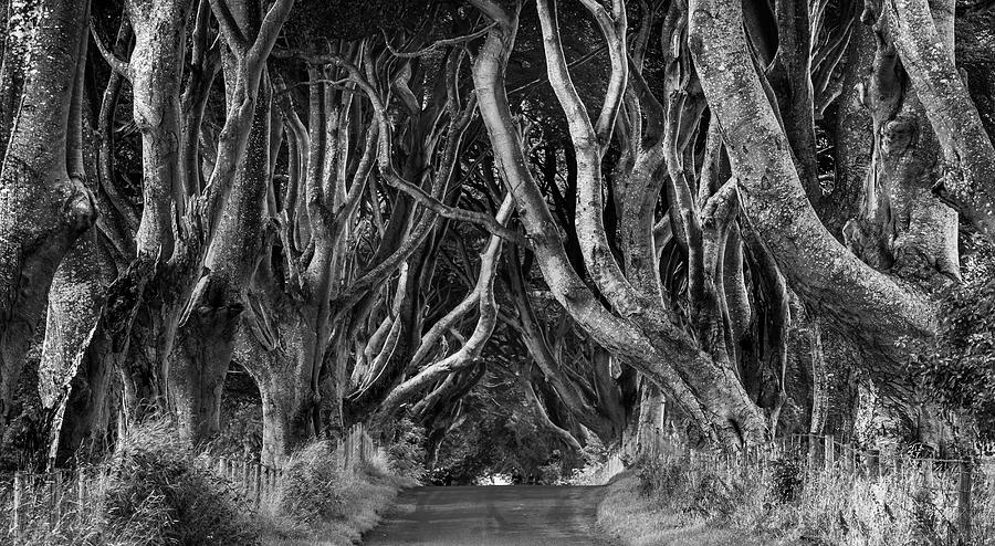 Road Under Trees Digital Art by Olimpio Fantuz