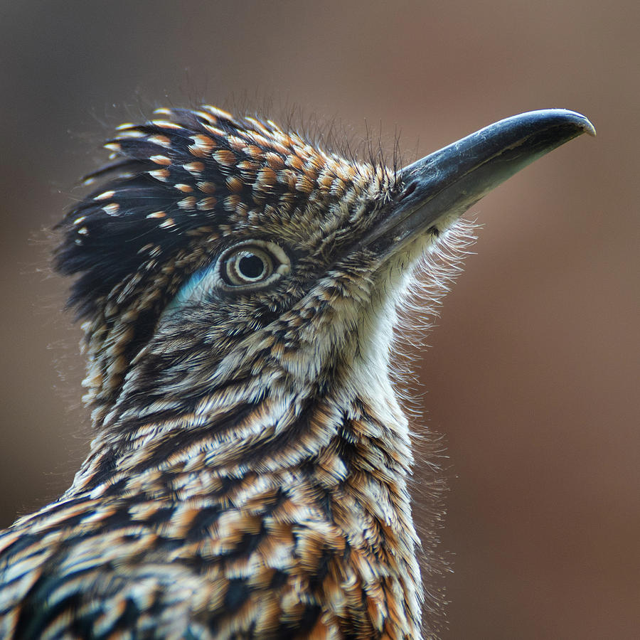Roadrunner Photograph by Bud Simpson