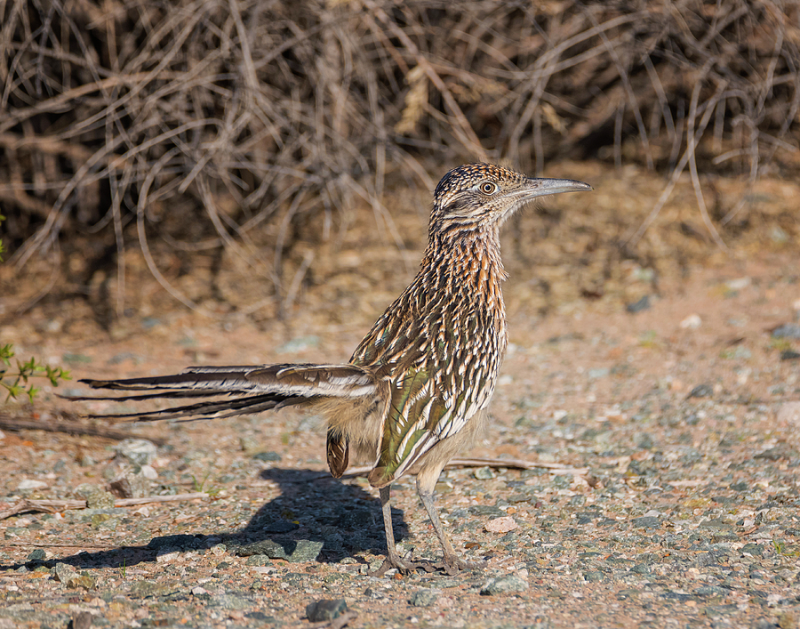 Roadrunner in the Sun Photograph by Loree Johnson