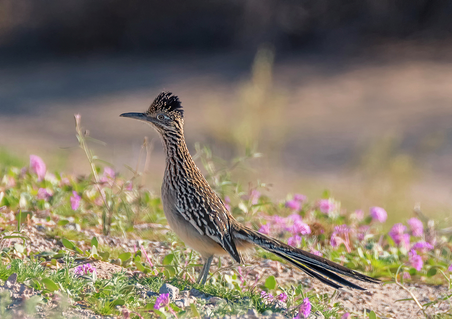 Roadrunner in the Wildflowers Photograph by Loree Johnson
