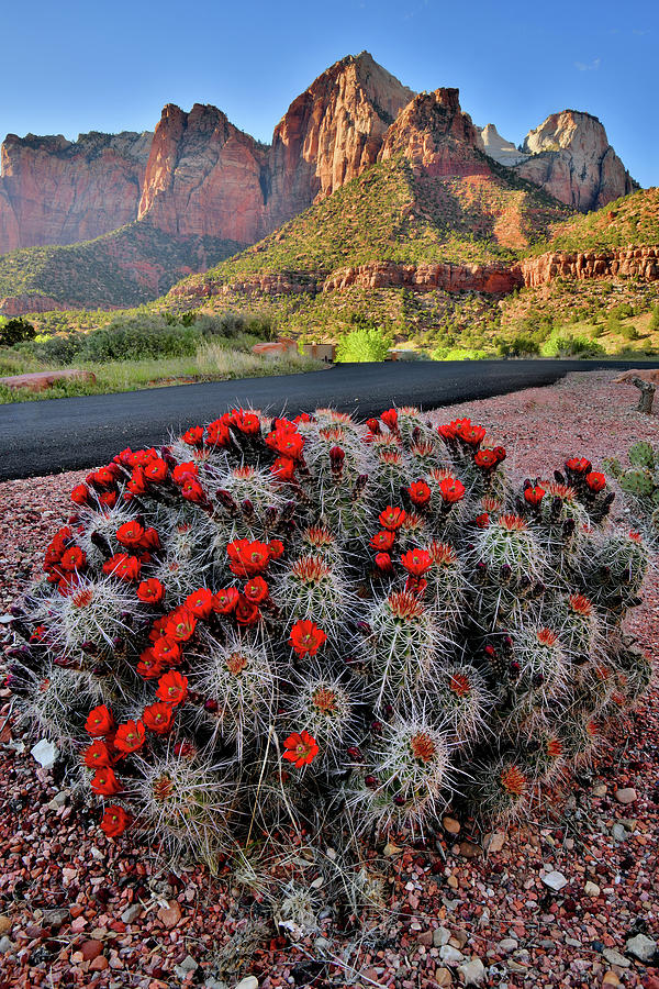 Roadside Cacti in Zion National Park Photograph by Ray Mathis