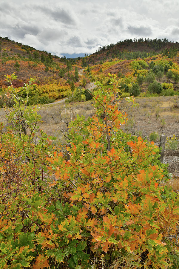 Roadside Fall Colored Scrub Oaks Photograph by Ray Mathis