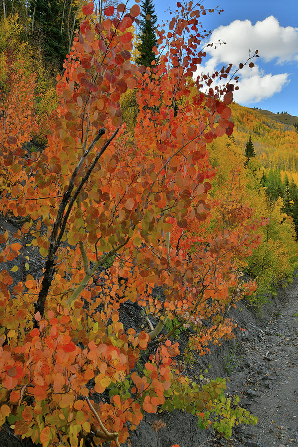 Roadside Fall Colors at Red Mountain Pass Photograph by Ray Mathis