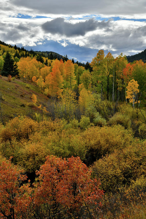Roadside Fall Colors in Colorad Photograph by Ray Mathis