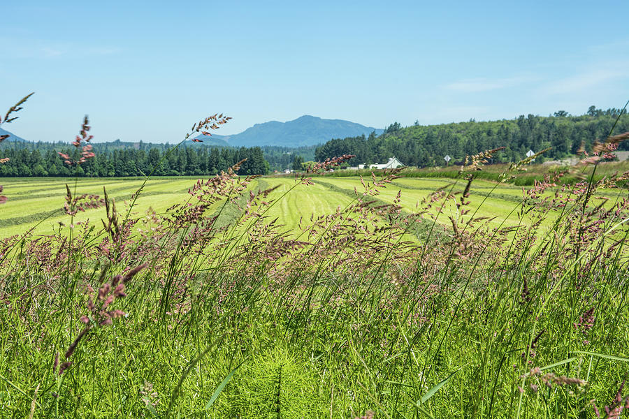 Roadside Grass and Hay Mows Photograph by Tom Cochran