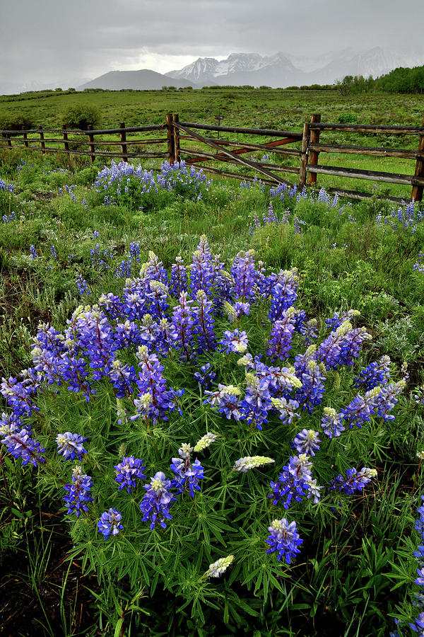 Roadside Lupine along San Juan Parkway Photograph by Ray Mathis