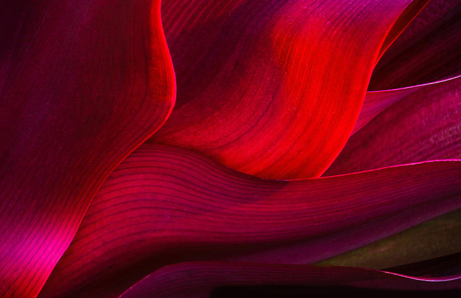 Abstract Photograph - Roadside Red In Maui by Robin Wechsler