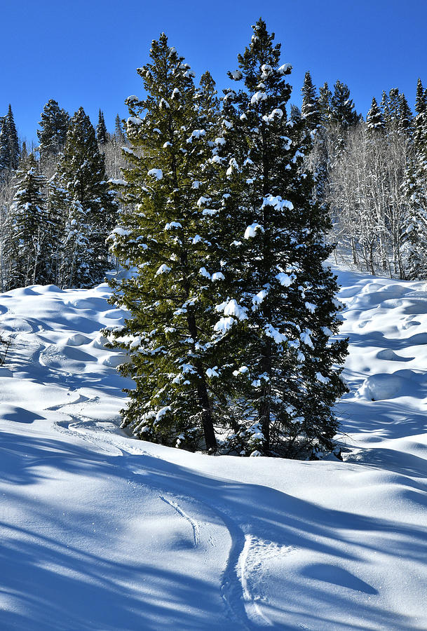 Roadside Snow Scene on Grand Mesa in Colorado Photograph by Ray Mathis