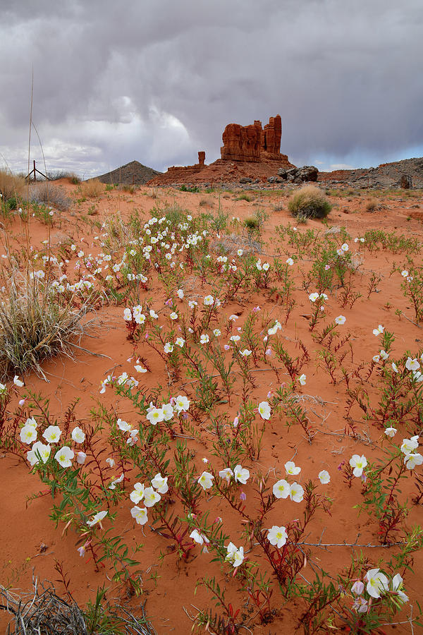 Roadside Wildflowers along Utah Scenic Byway 191 Photograph by Ray Mathis