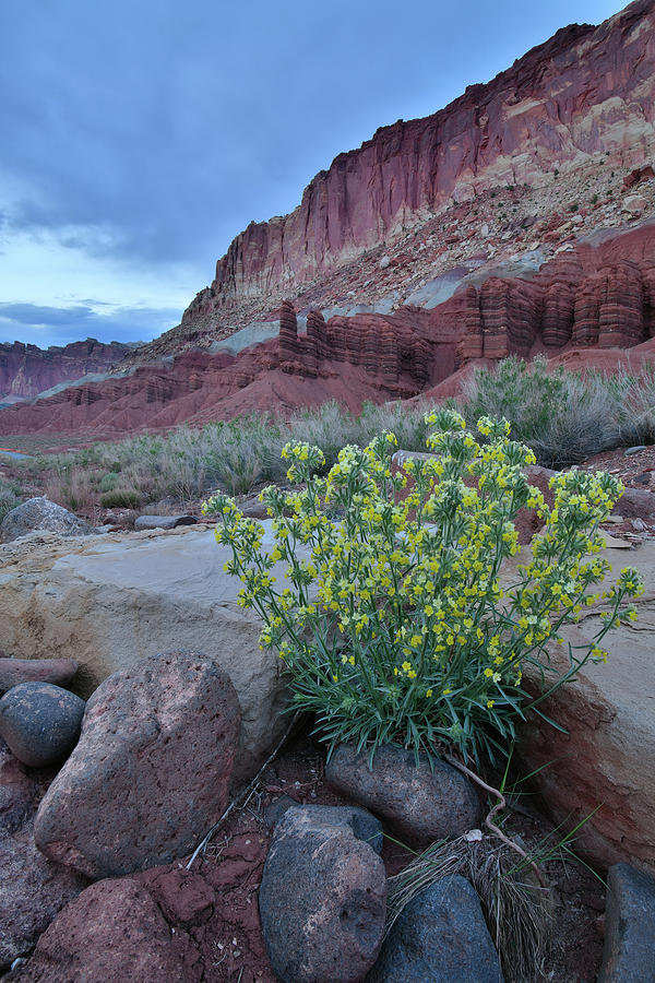 Roadside Wildflowers in Capitol Reef NP Photograph by Ray Mathis