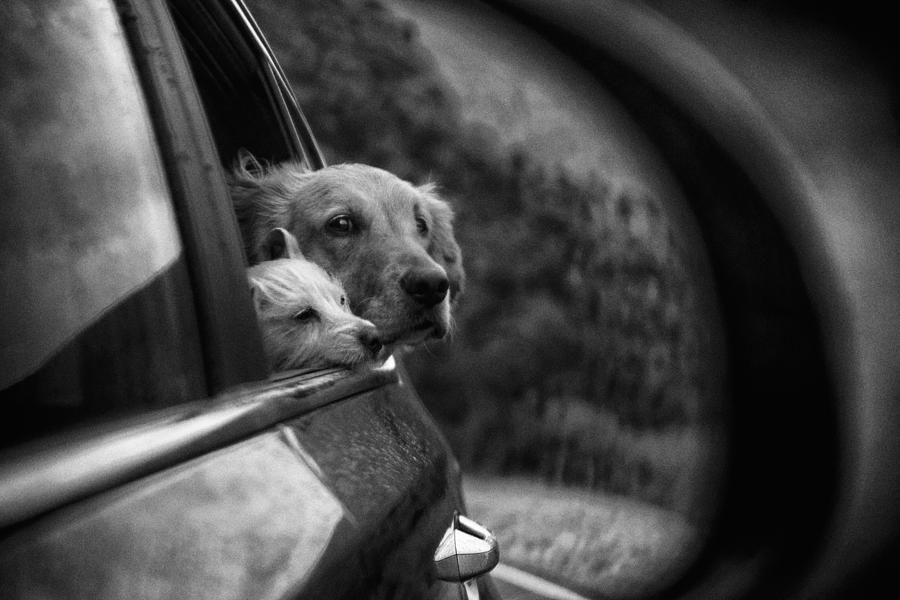 Dog Photograph - Roadtrip by Roxana Labagnara