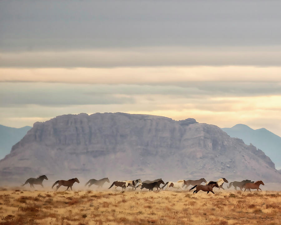 Roam Free by Phyllis Burchett Roam Free by Phyllis Burchett