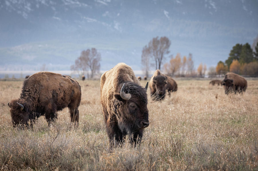 Roaming Buffalo Photograph by Walter Scriptunas II - Fine Art America