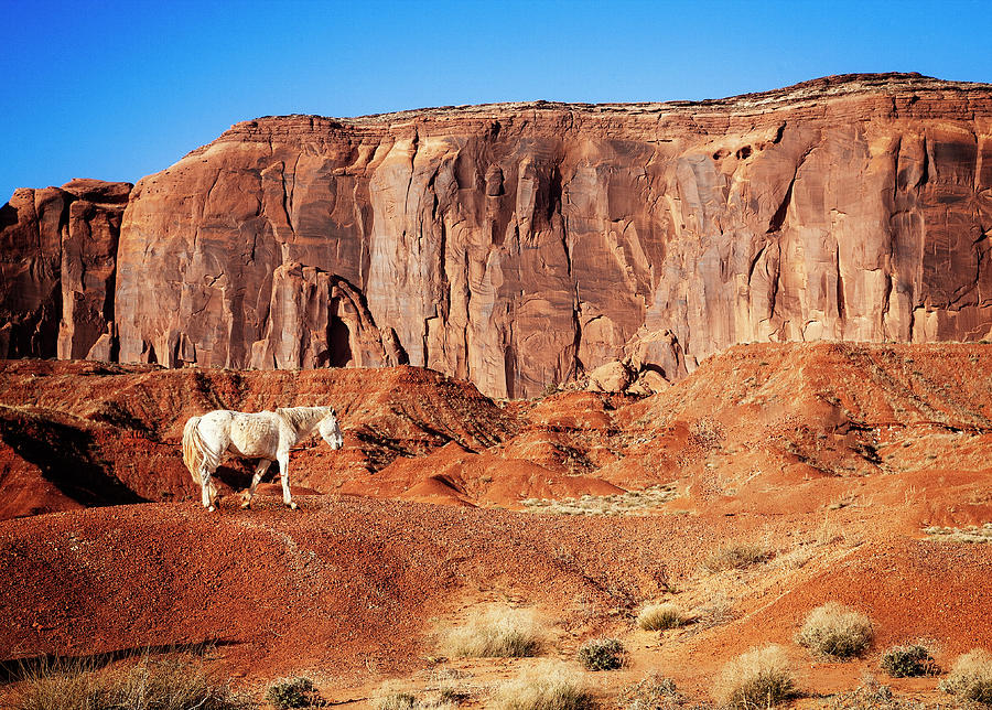 Roaming Free by Scott Kemper Roaming Free by Scott Kemper