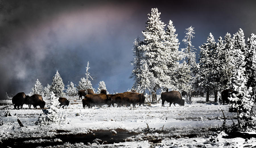 Roaming In Winter Photograph by Karen Wiles