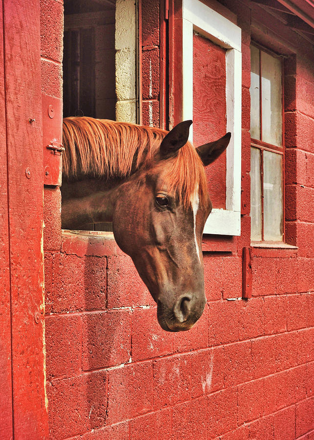 Roan Red Photograph by JAMART Photography
