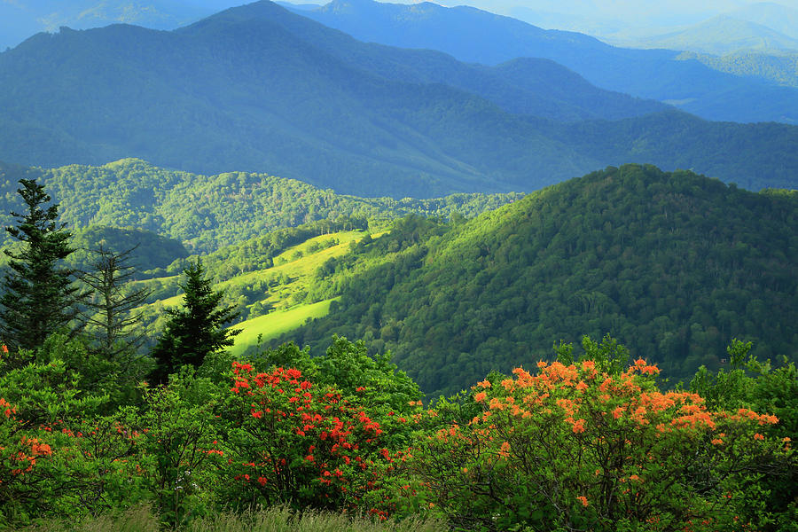 Roan Vista by Ronald Santini Roan Vista by Ronald Santini