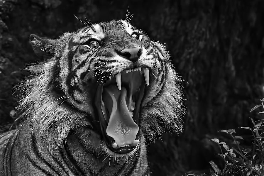 Black And White Photograph - Roar by Dikky Oesin