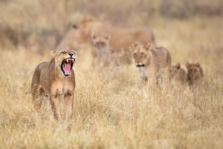 Lion Photograph - Roar!! by Marco Pozzi