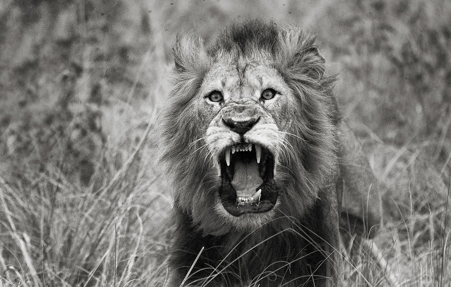 Roar Photograph by Mistak