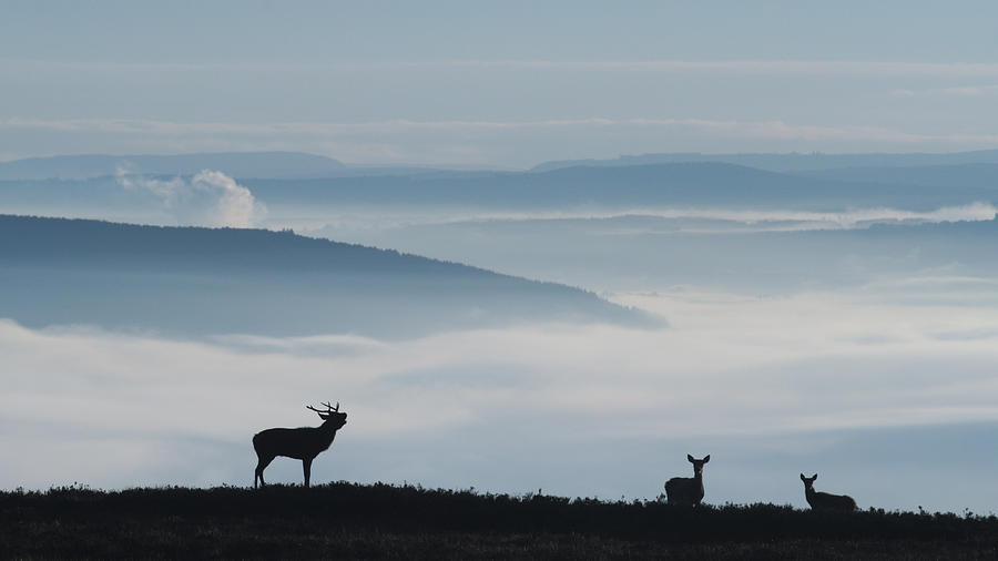 Roaring Above the Fog  Photograph by Gavin MacRae
