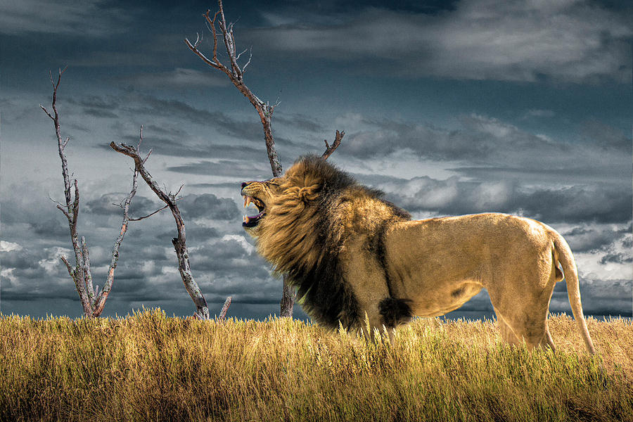 Lion roars in the savannah stock illustration. Illustration of nature -  111548720